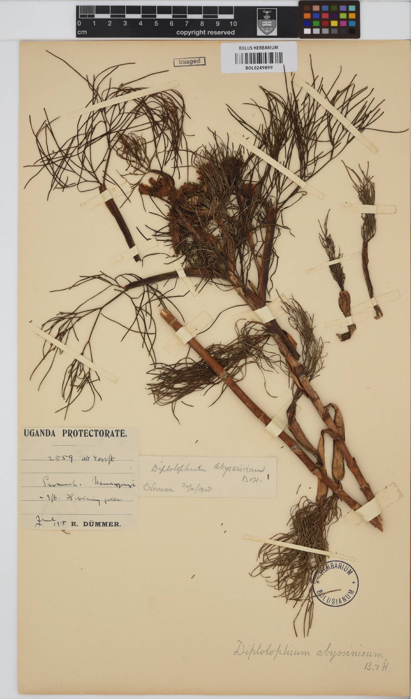 Diplolophium zambesianum image