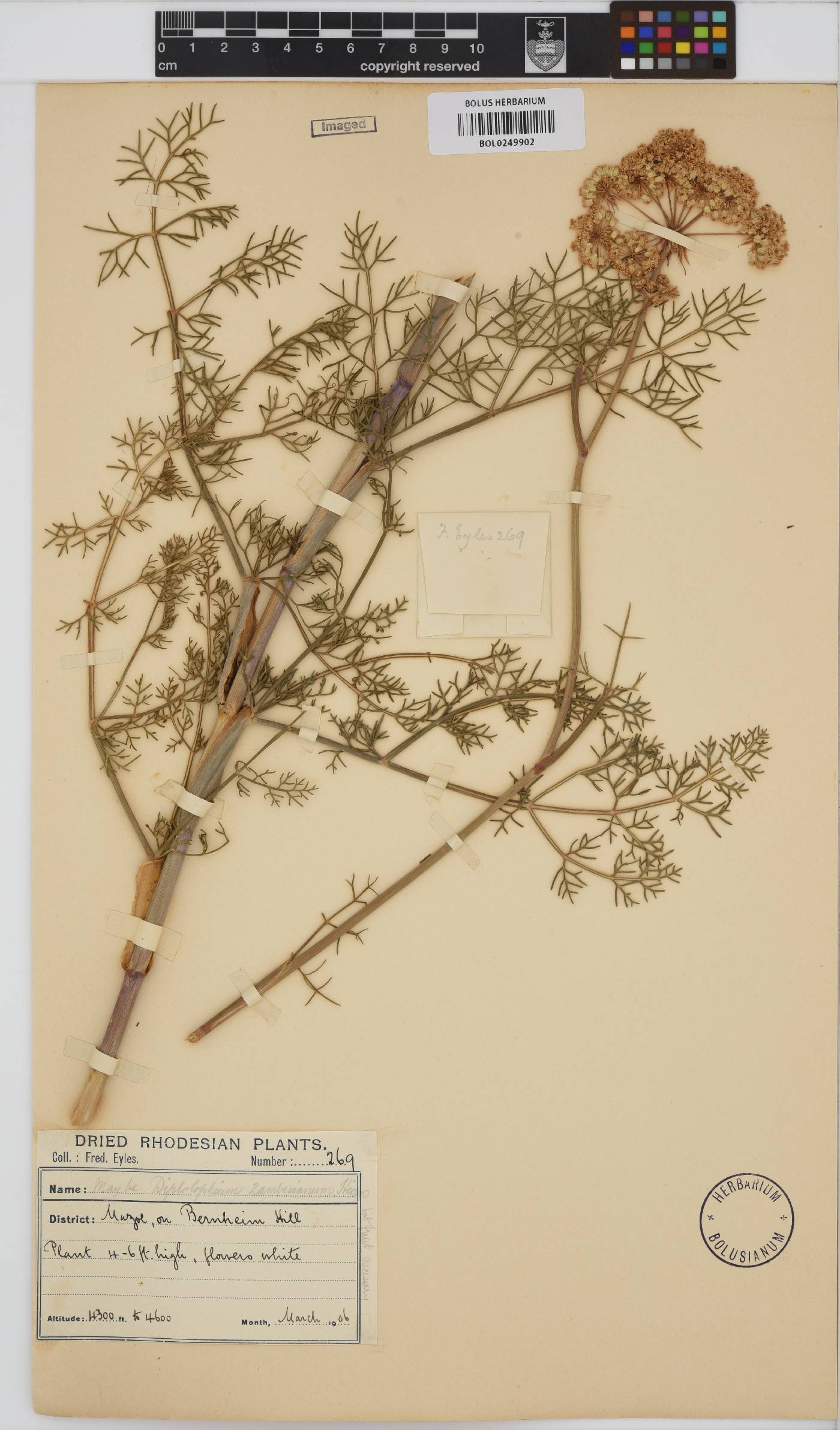 Diplolophium zambesianum image