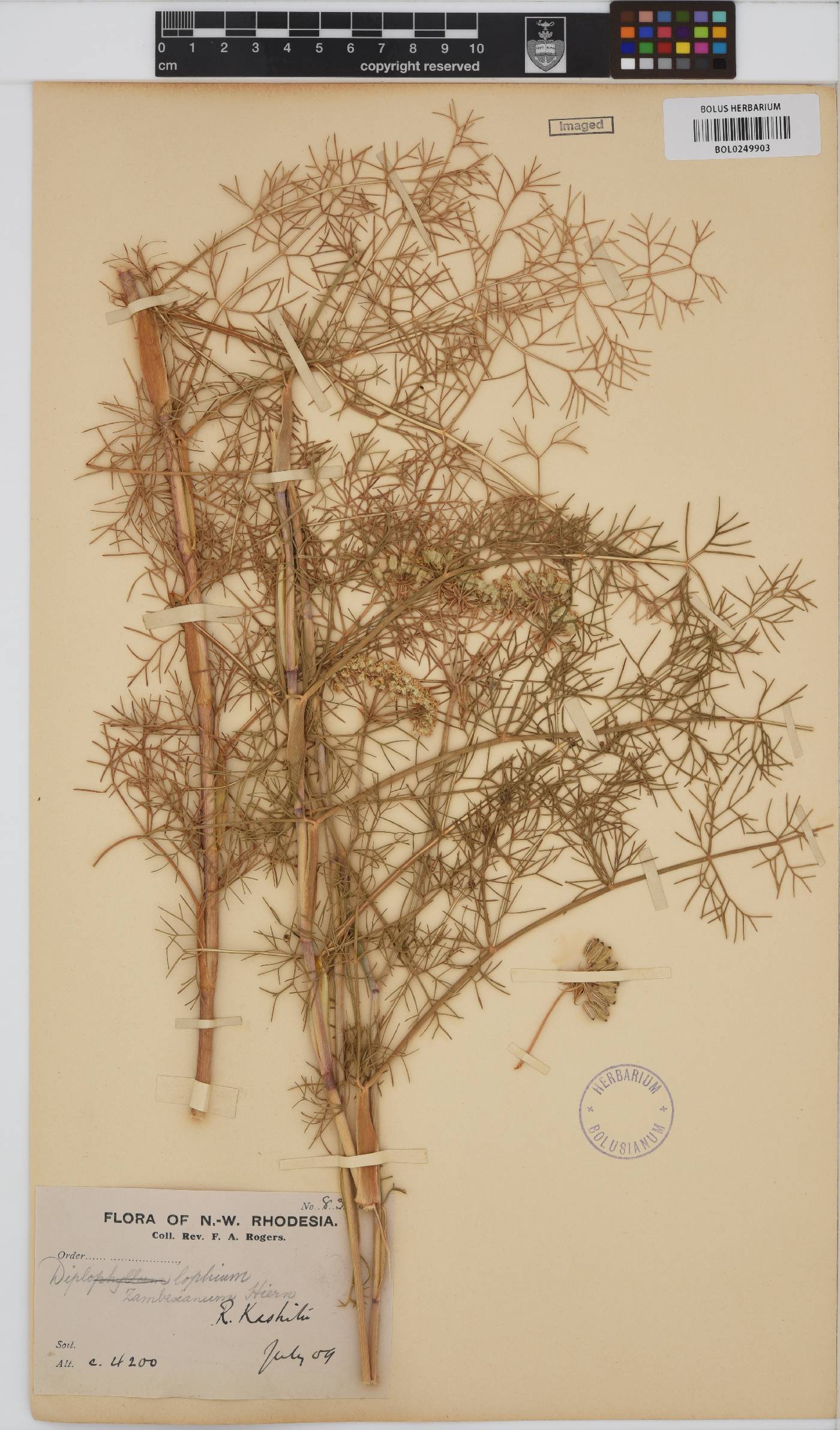 Diplolophium zambesianum image