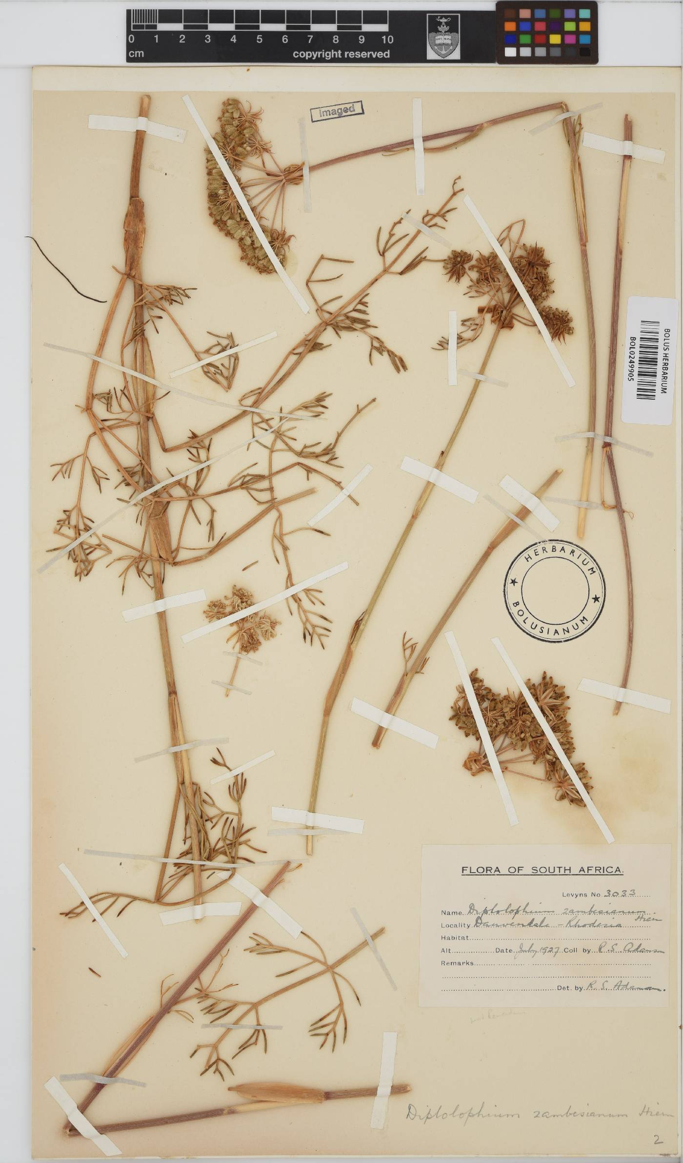 Diplolophium zambesianum image