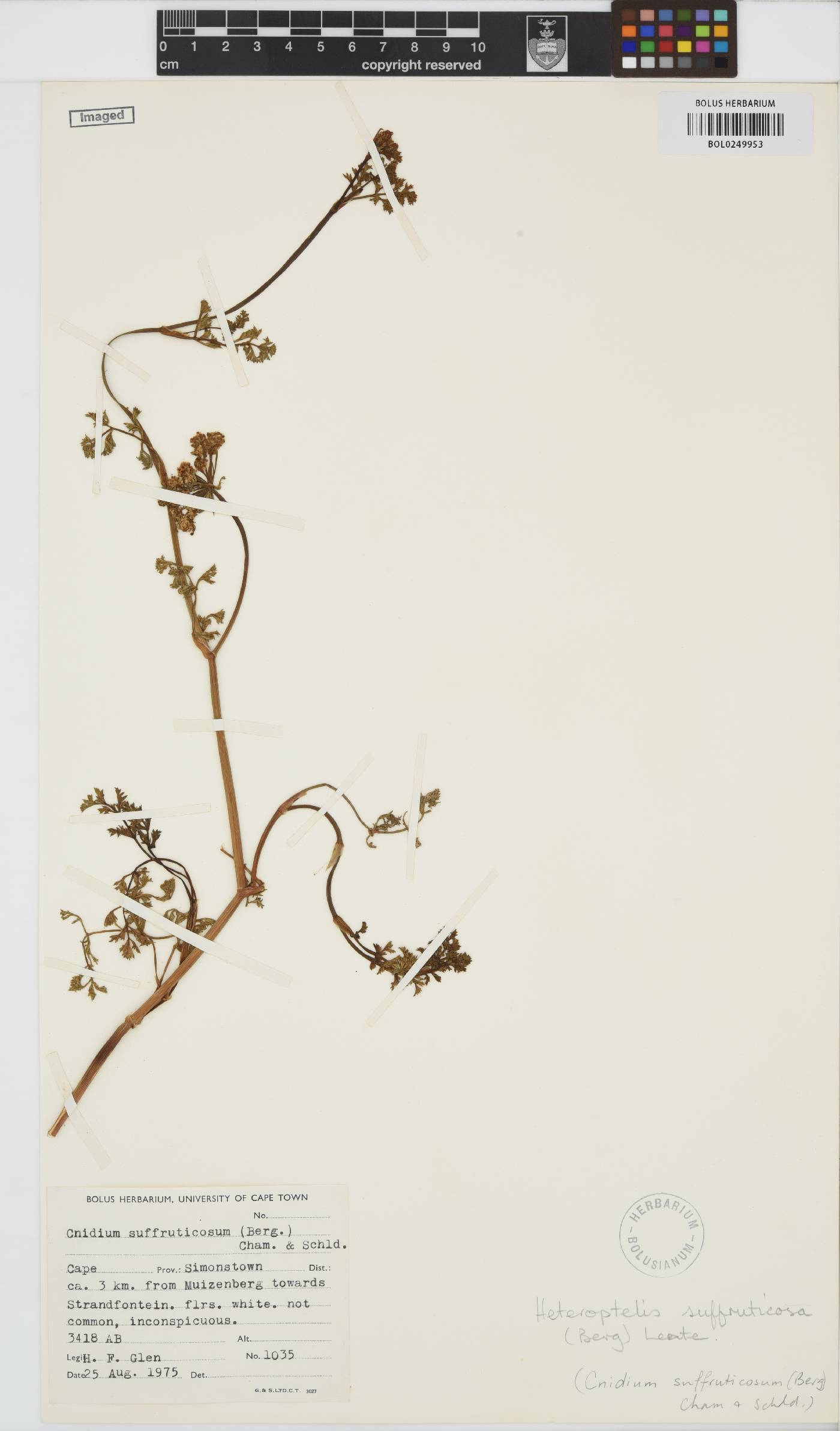Dasispermum suffruticosum image