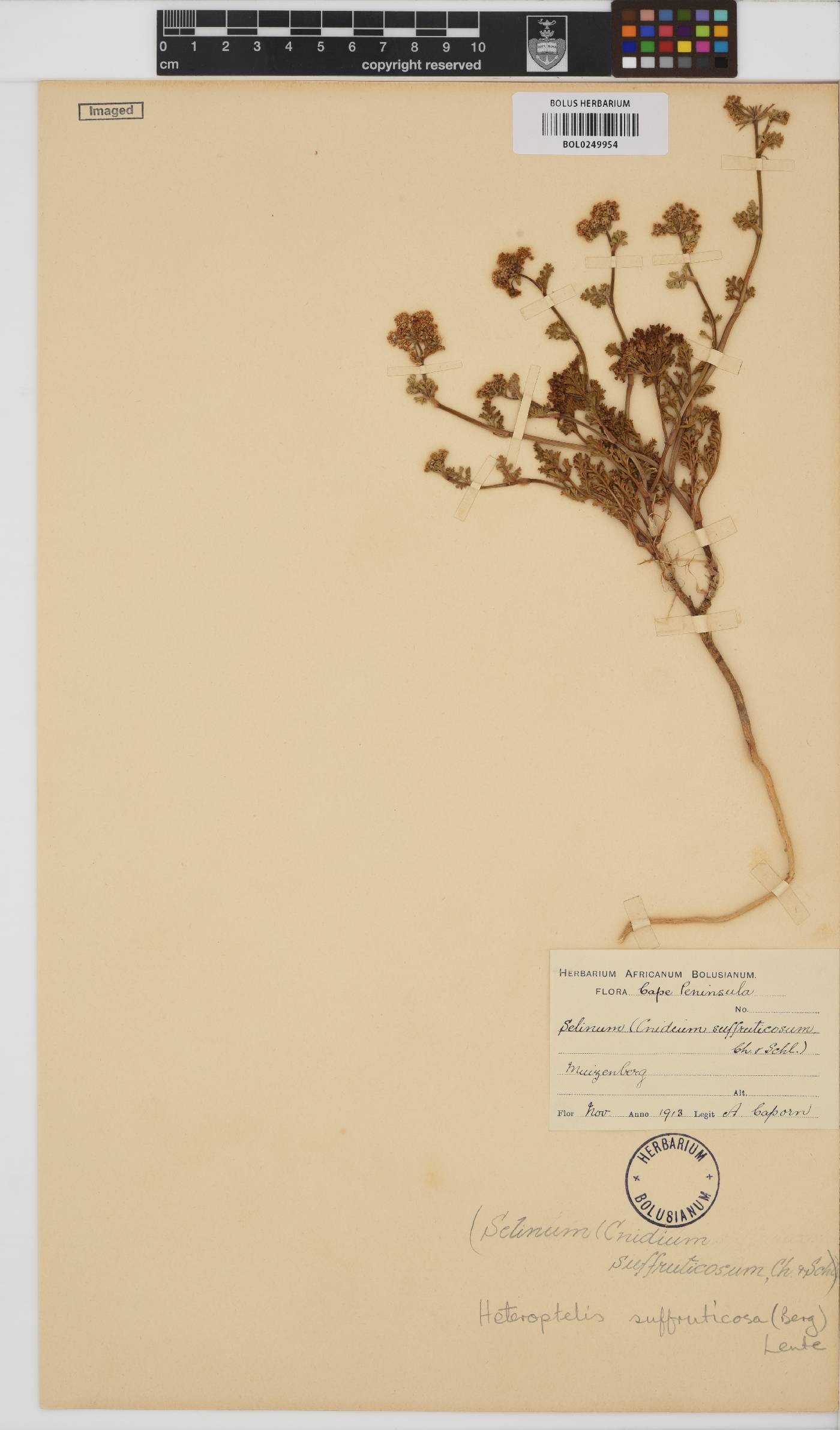 Dasispermum image