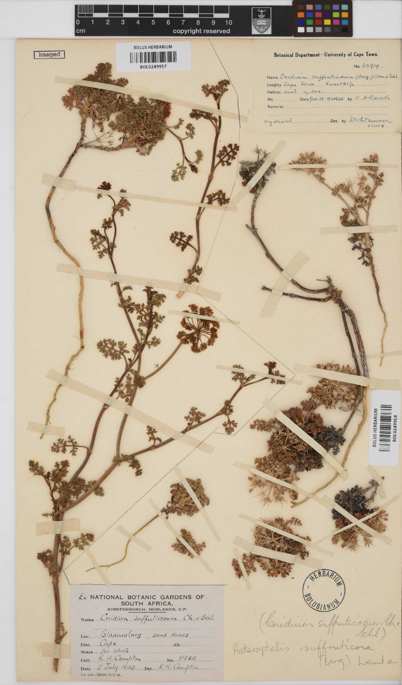 Dasispermum image