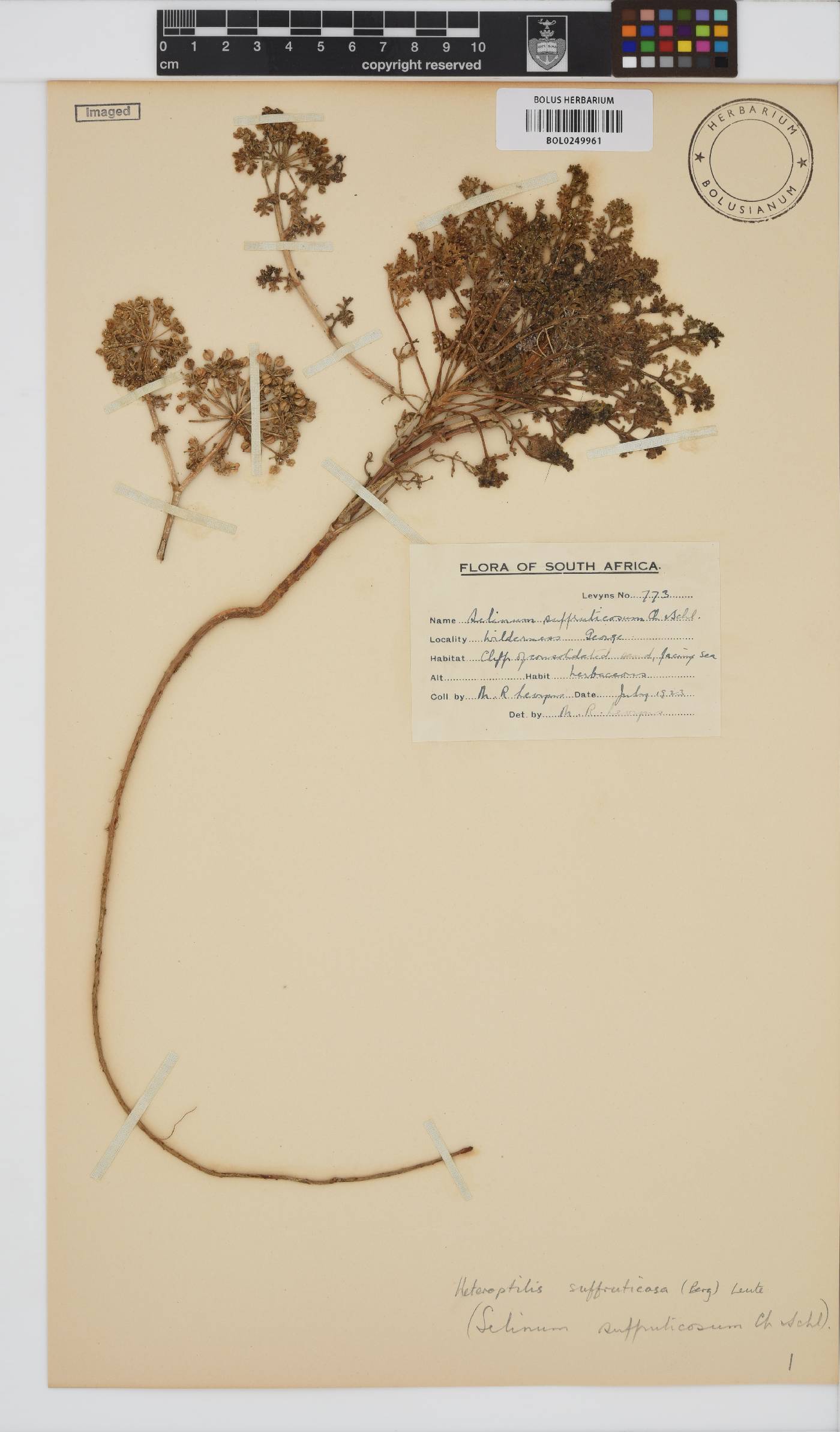 Dasispermum suffruticosum image