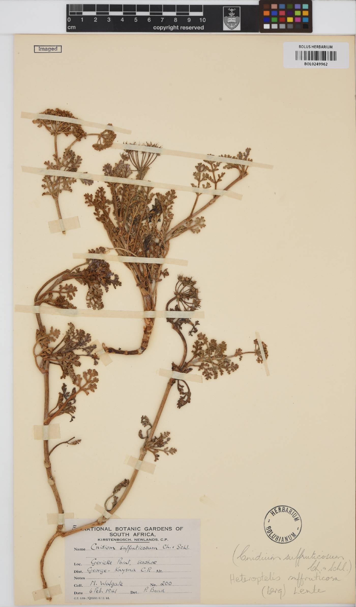 Dasispermum suffruticosum image