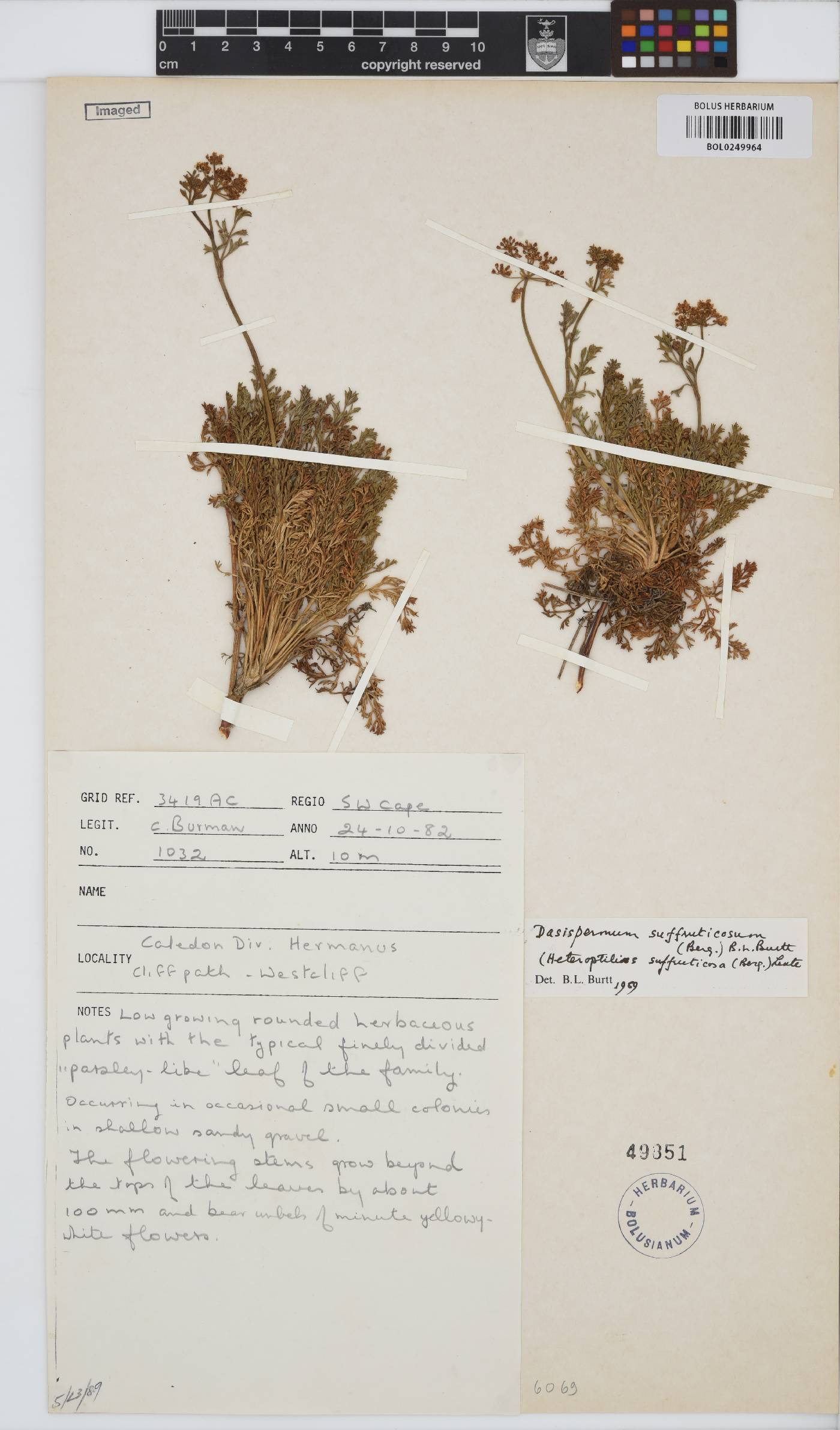 Dasispermum image