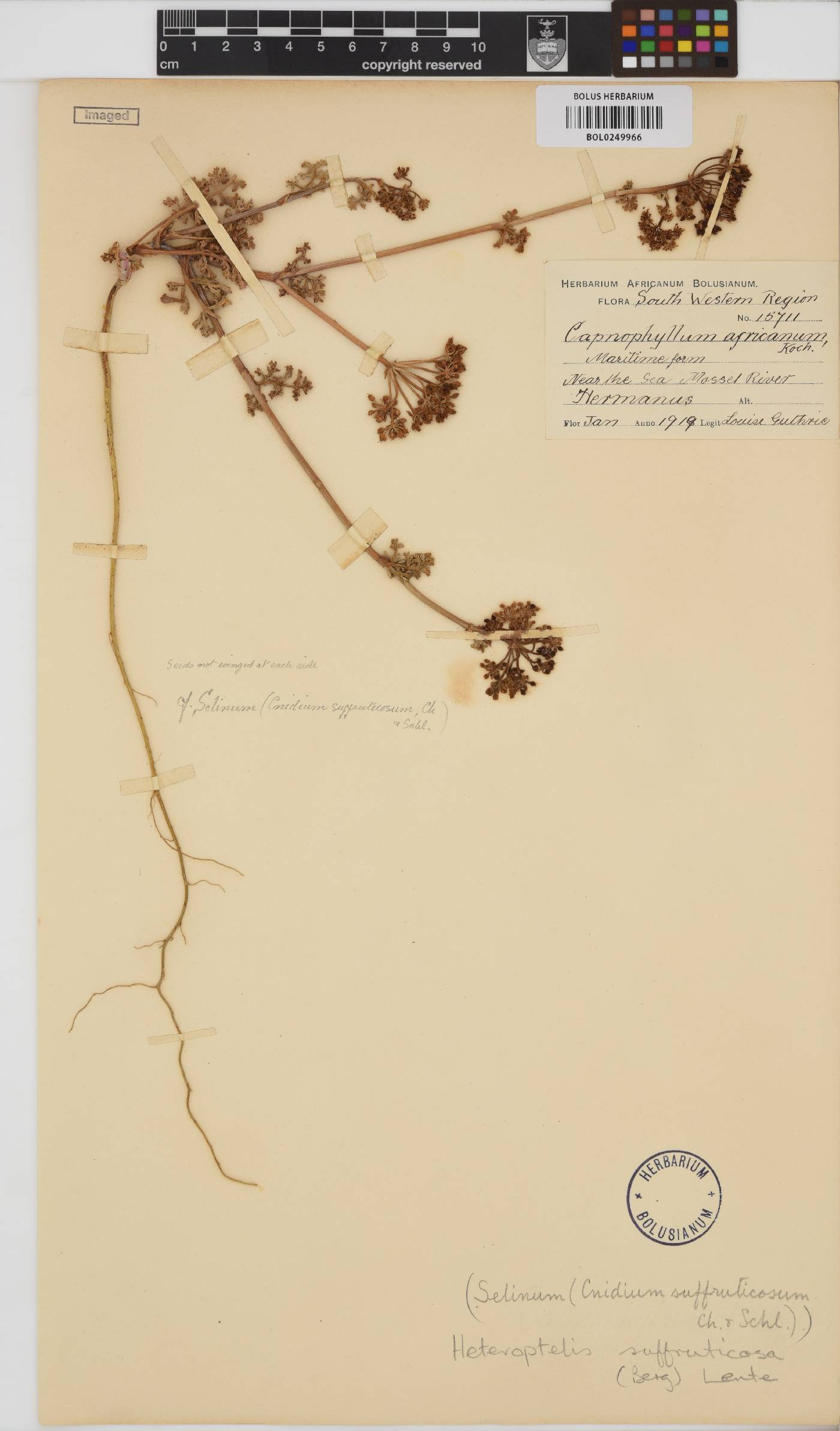 Dasispermum suffruticosum image