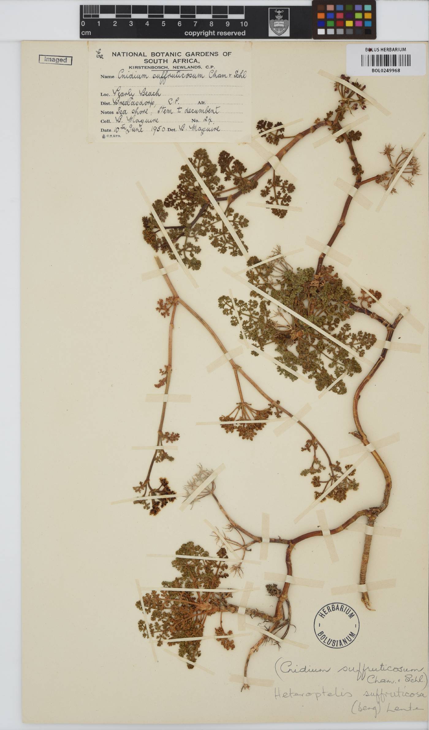 Dasispermum suffruticosum image