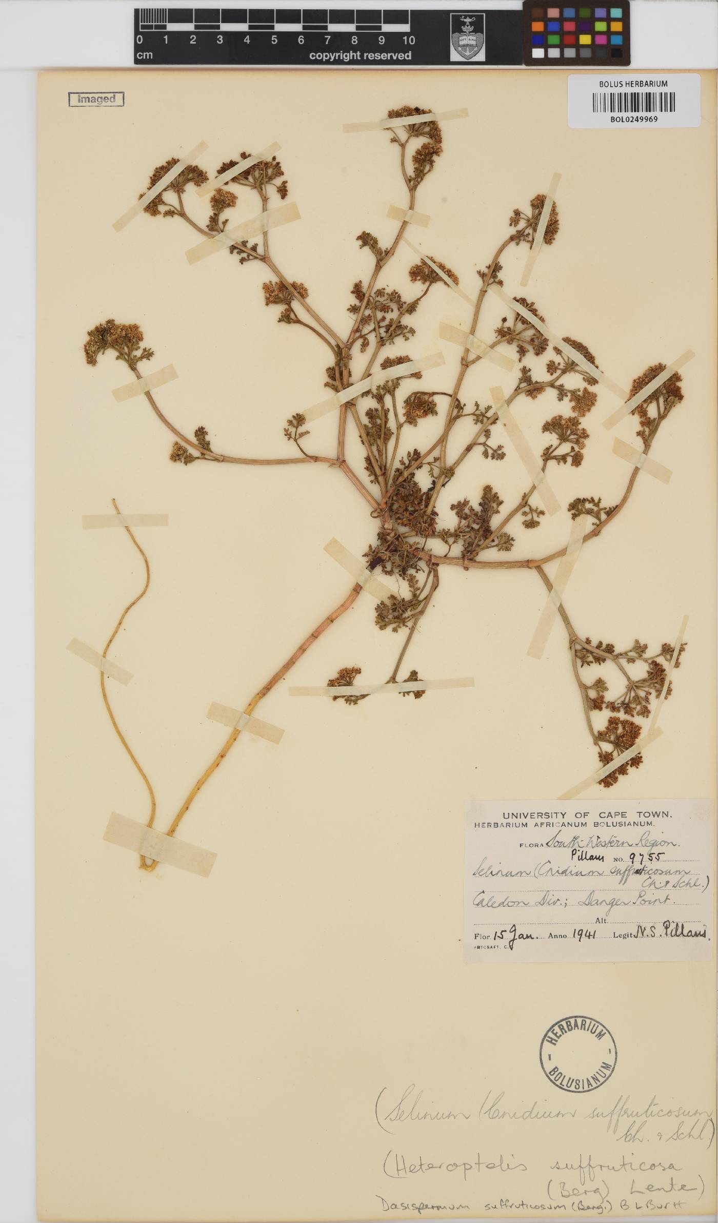 Dasispermum suffruticosum image