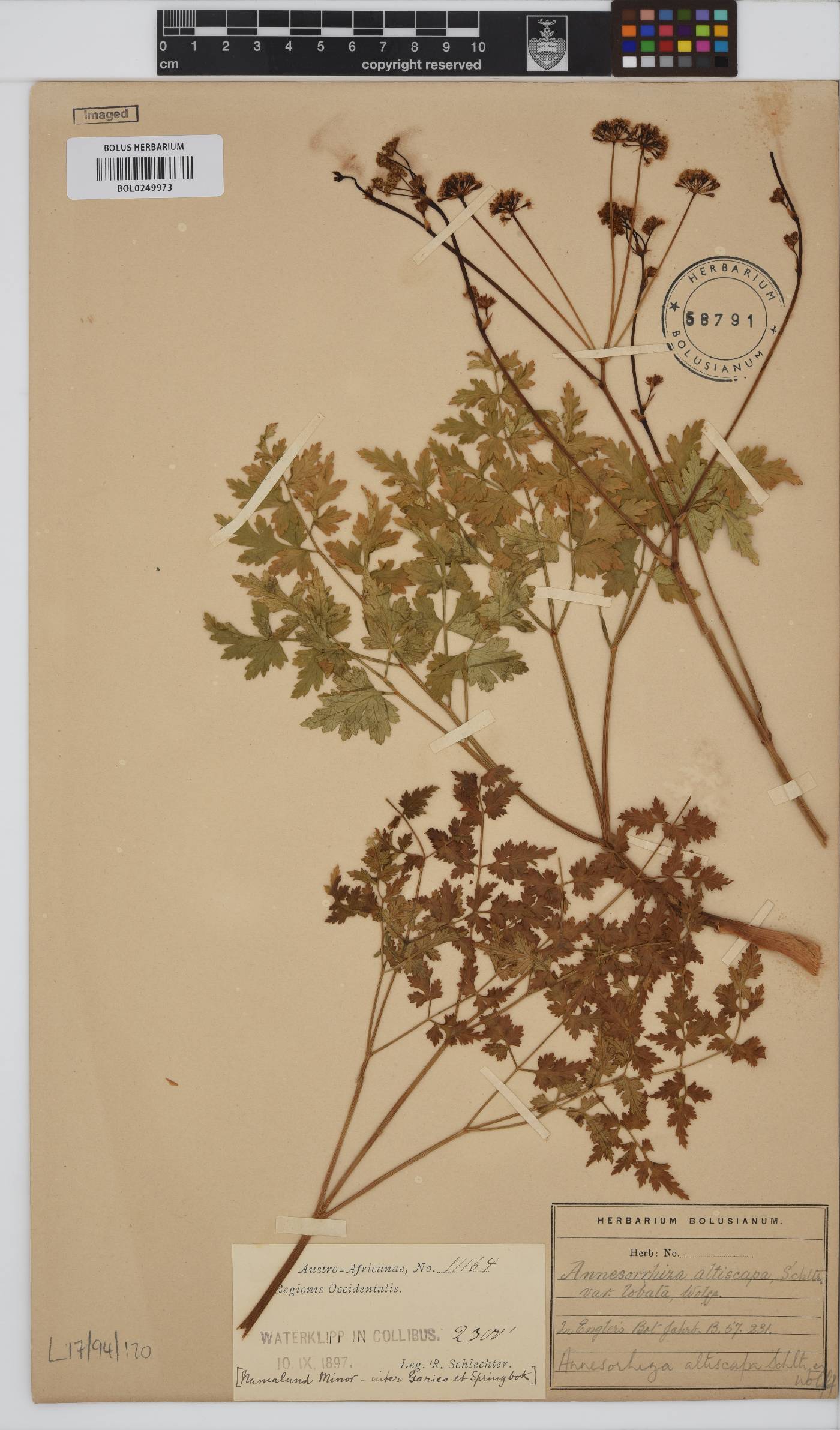 Annesorhiza altiscapa image