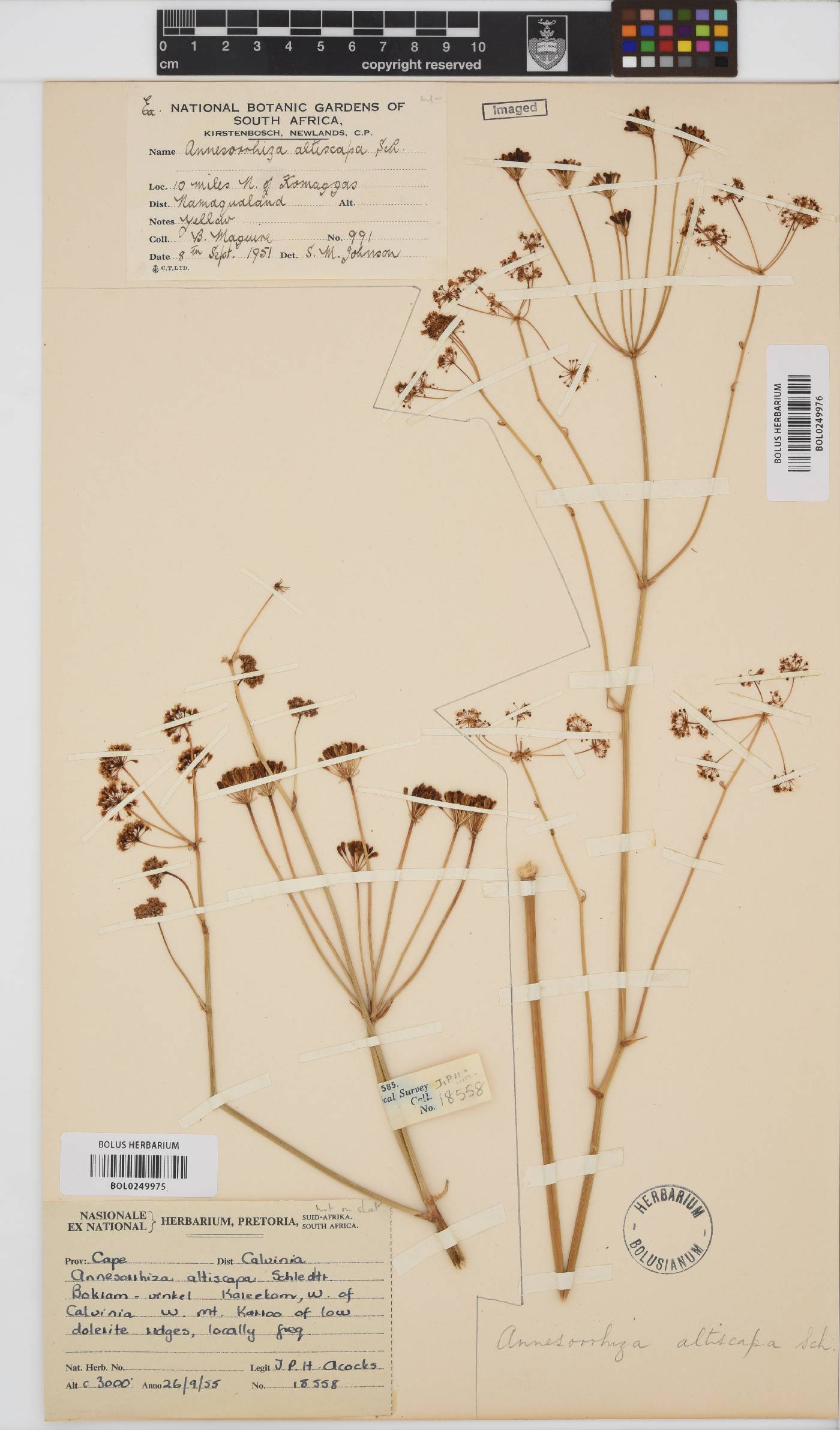 Annesorhiza altiscapa image