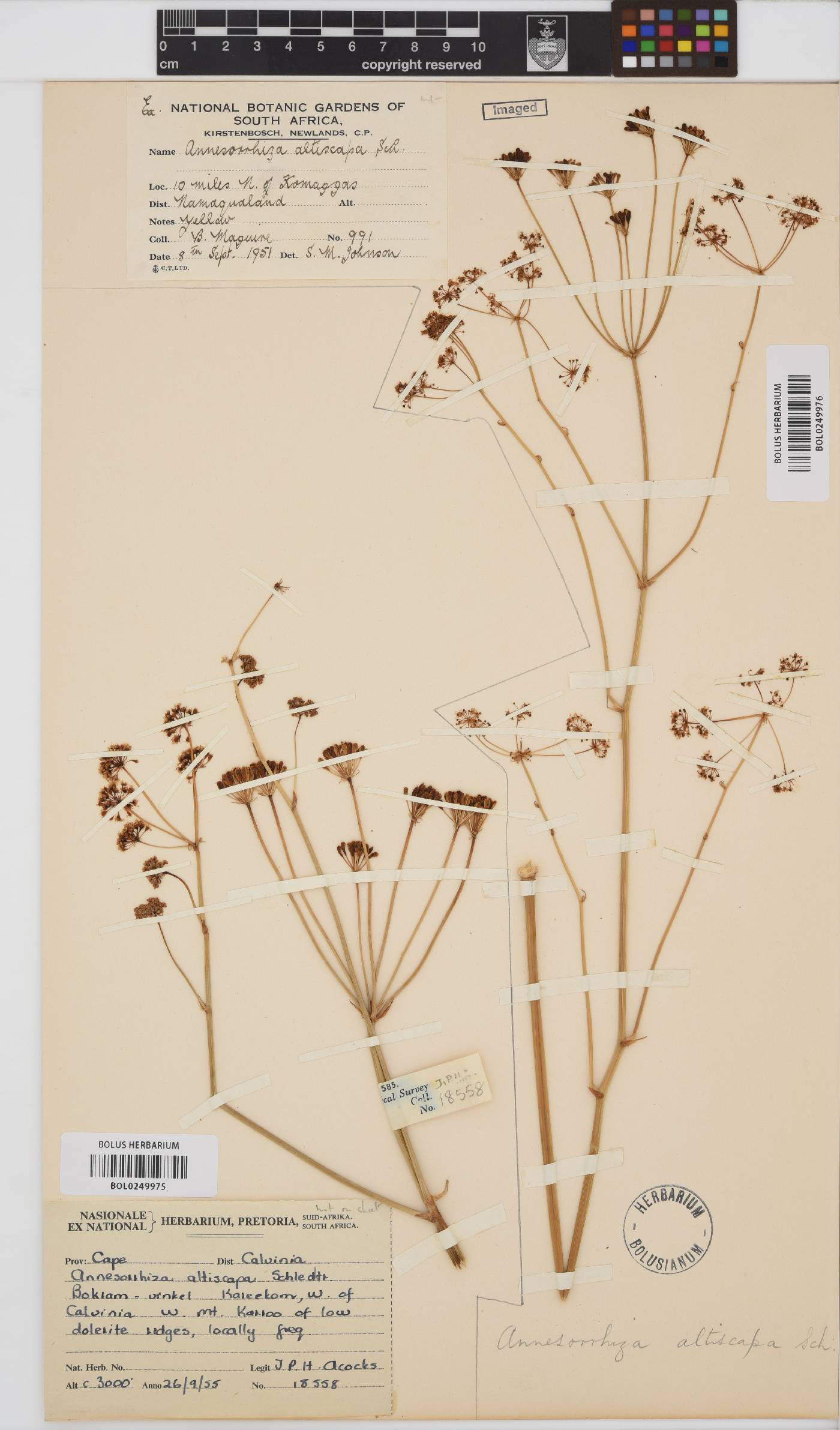 Annesorhiza image