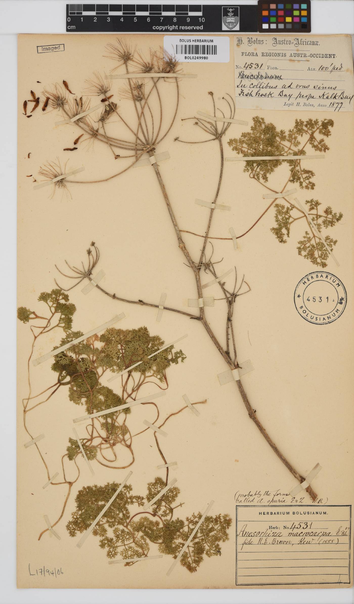 Annesorhiza macrocarpa image