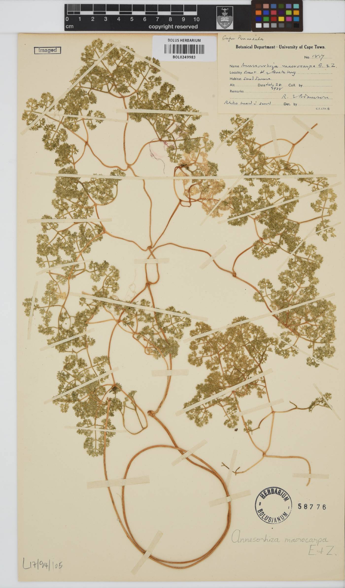 Annesorhiza macrocarpa image
