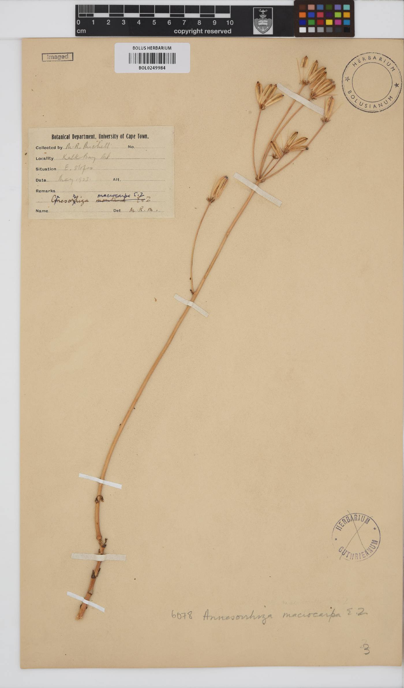 Annesorhiza image