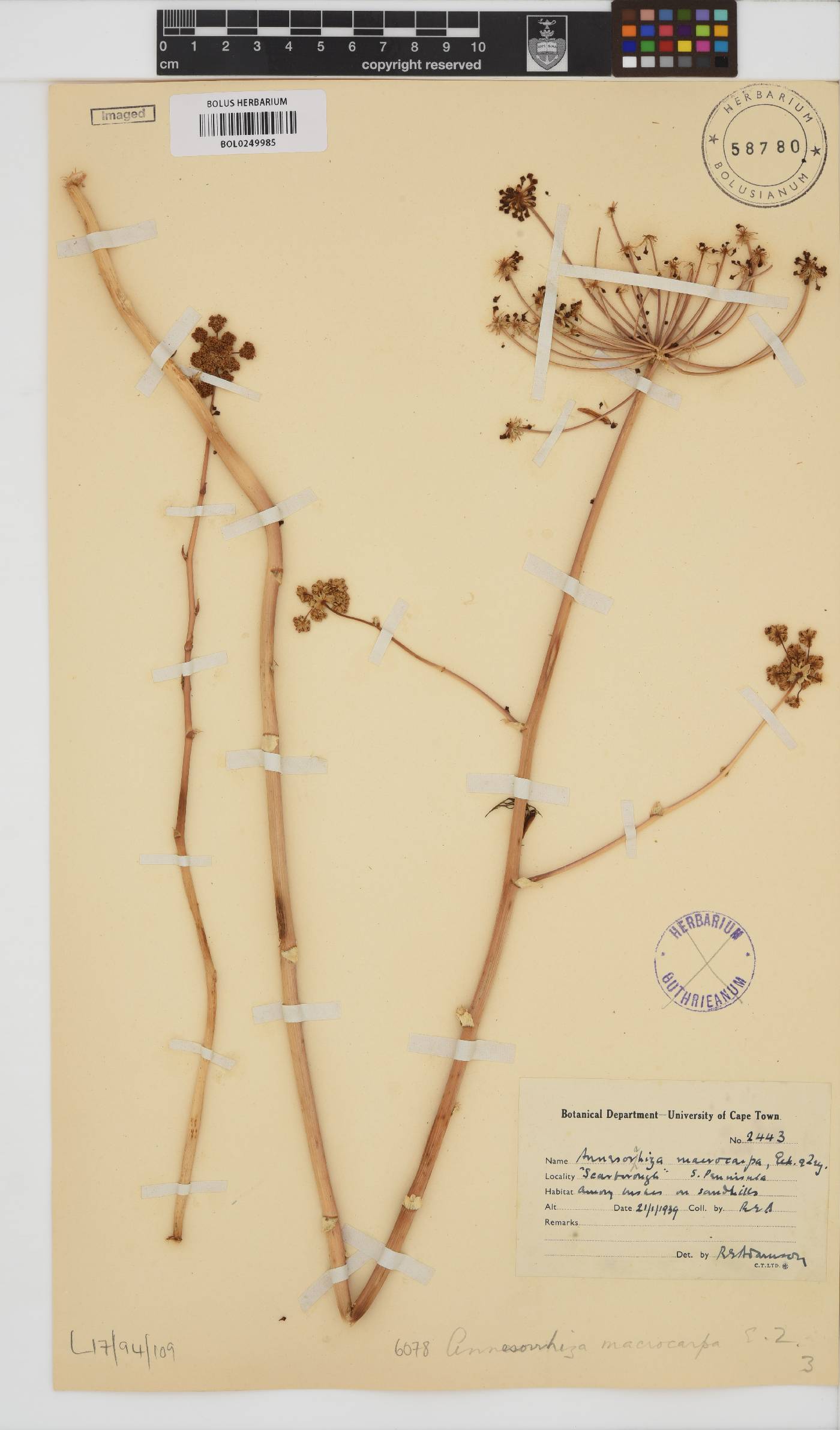 Annesorhiza macrocarpa image