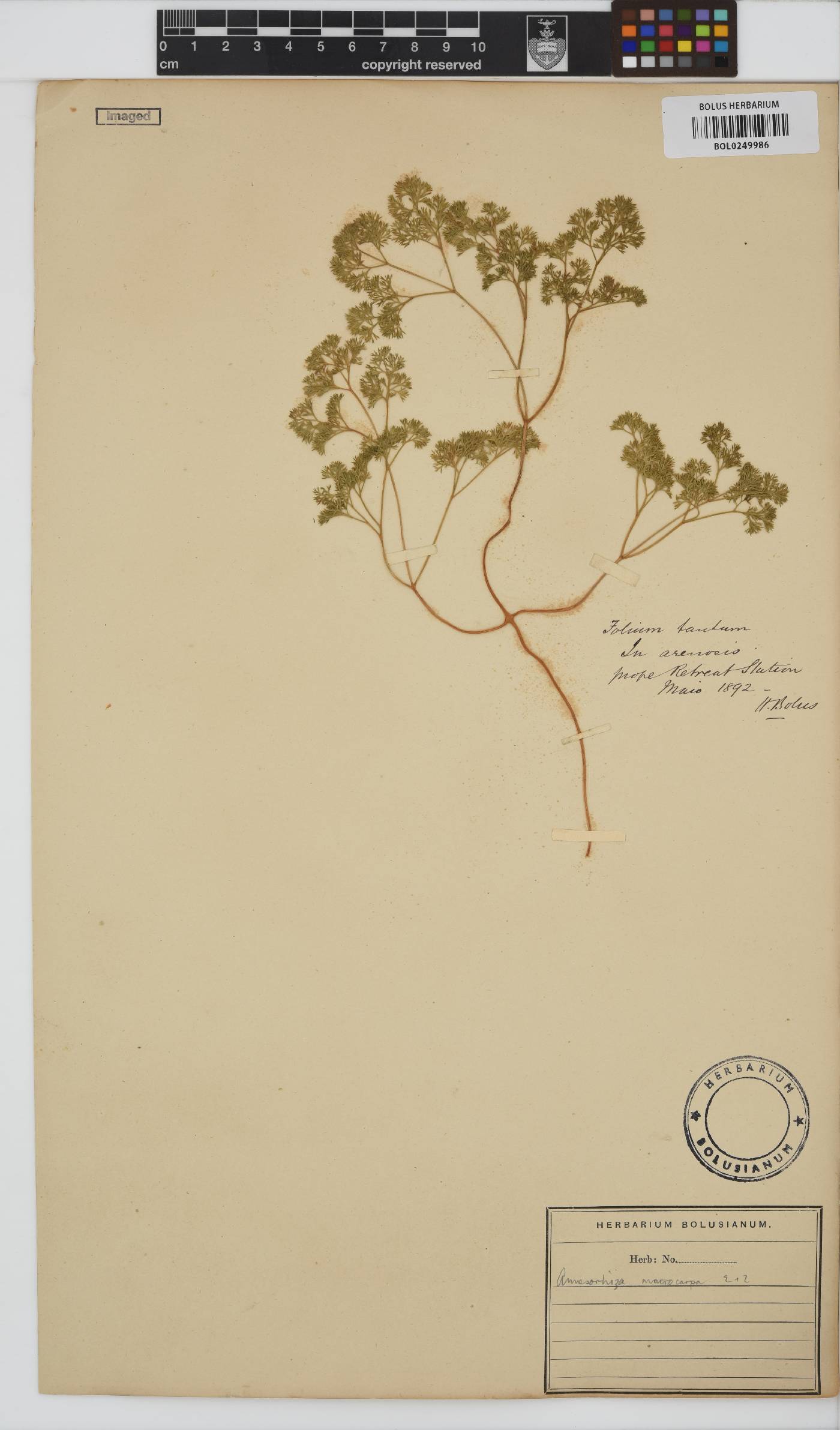 Annesorhiza macrocarpa image