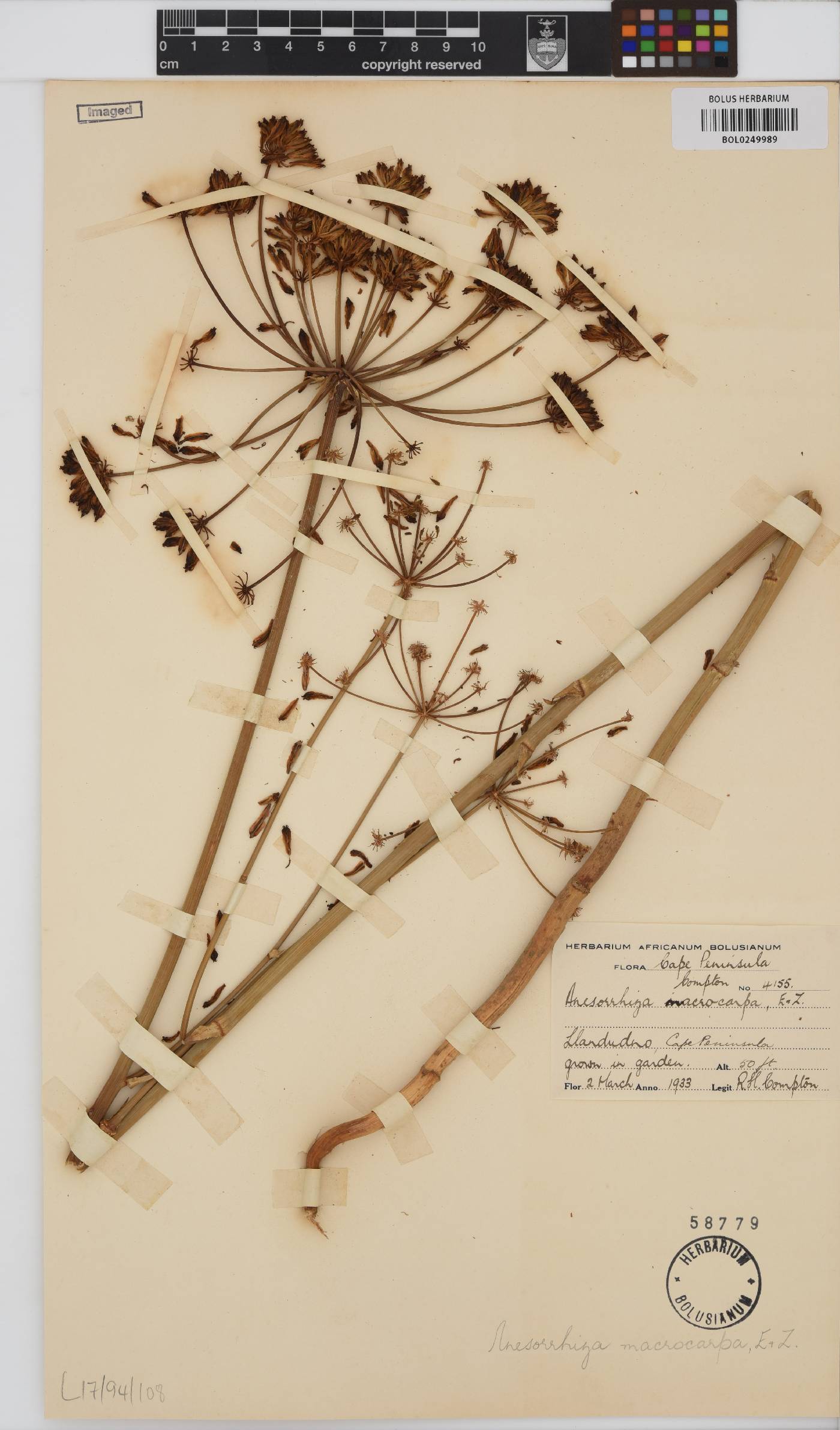 Annesorhiza macrocarpa image