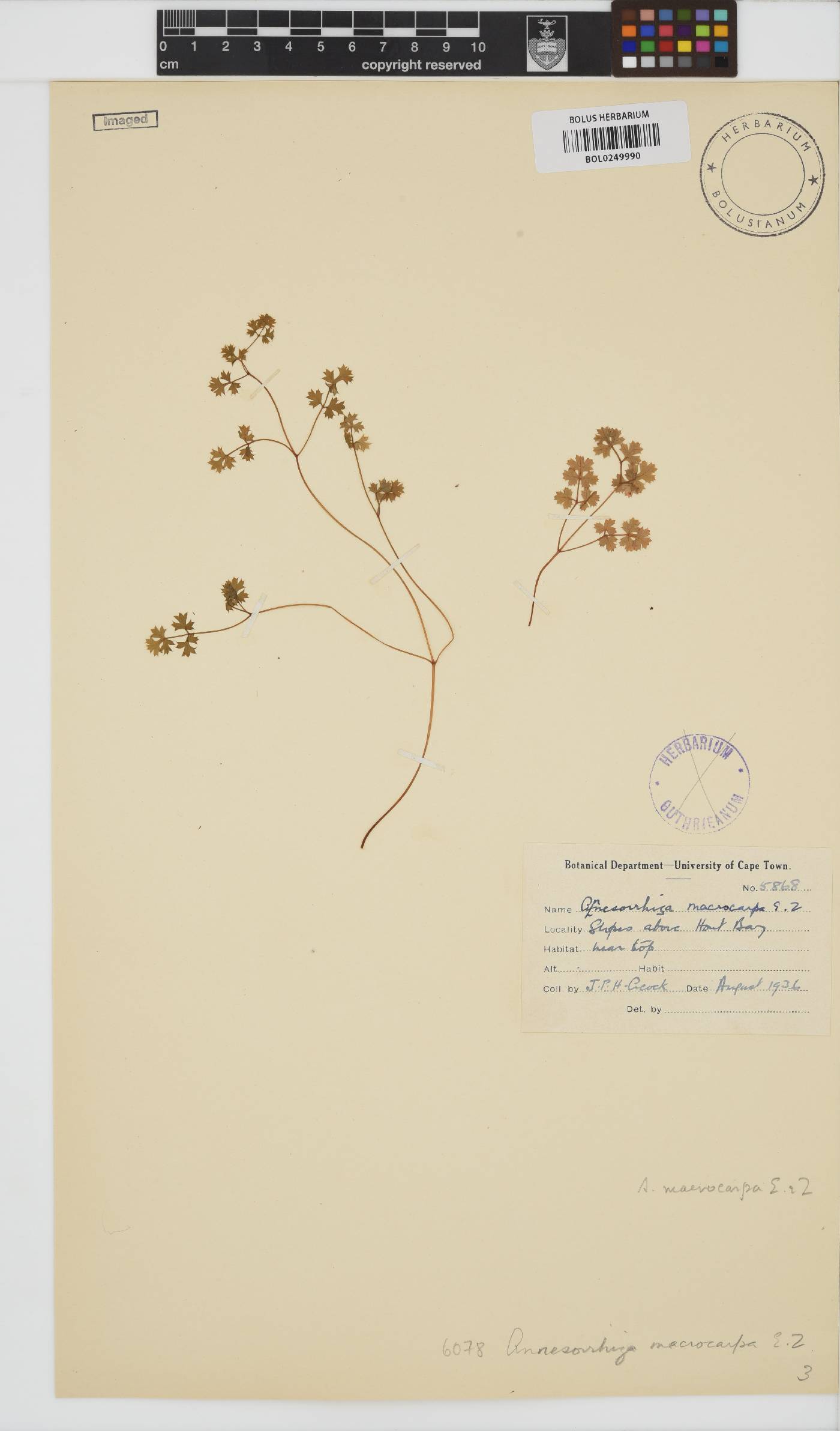 Annesorhiza macrocarpa image