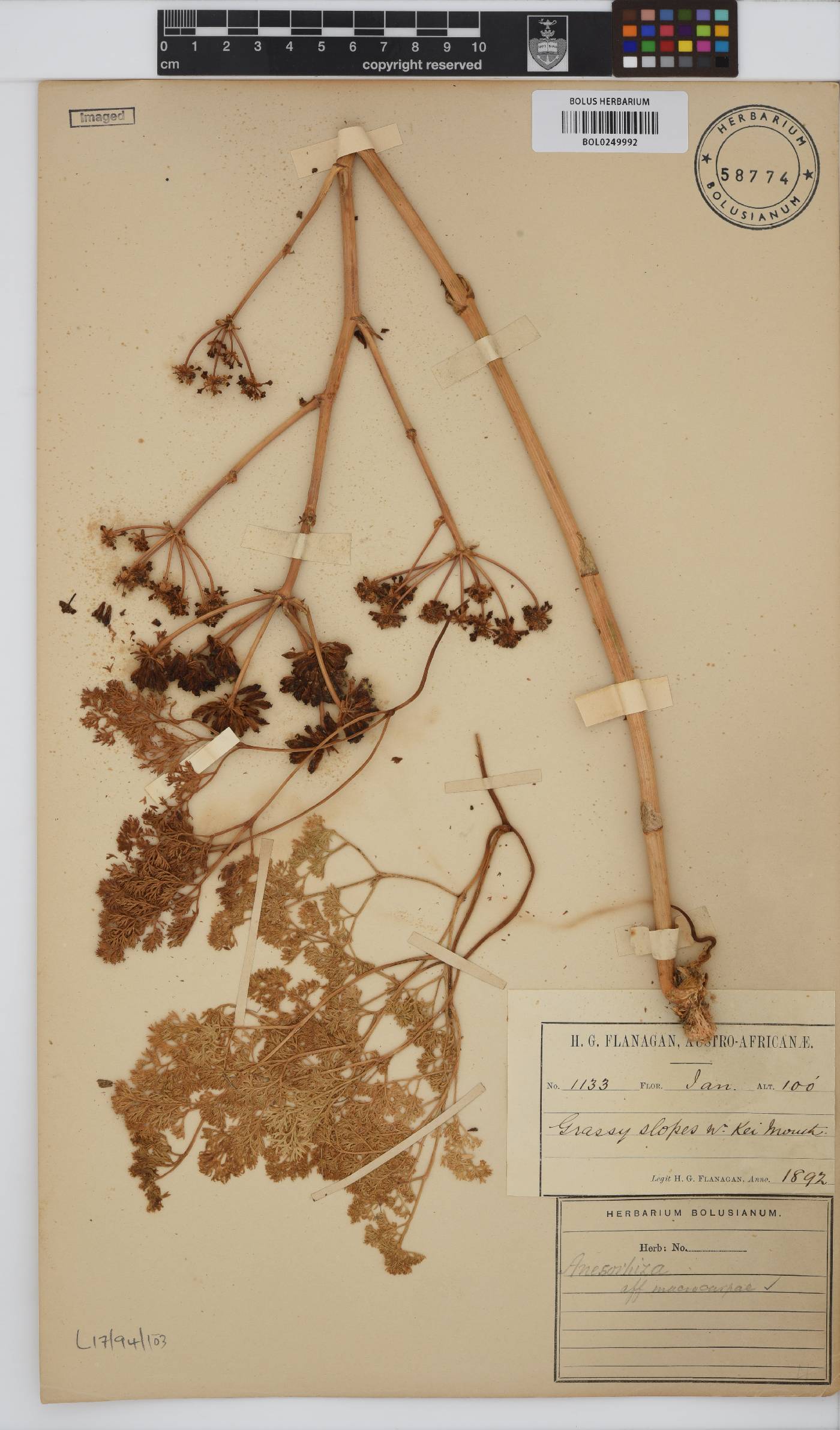 Annesorhiza macrocarpa image