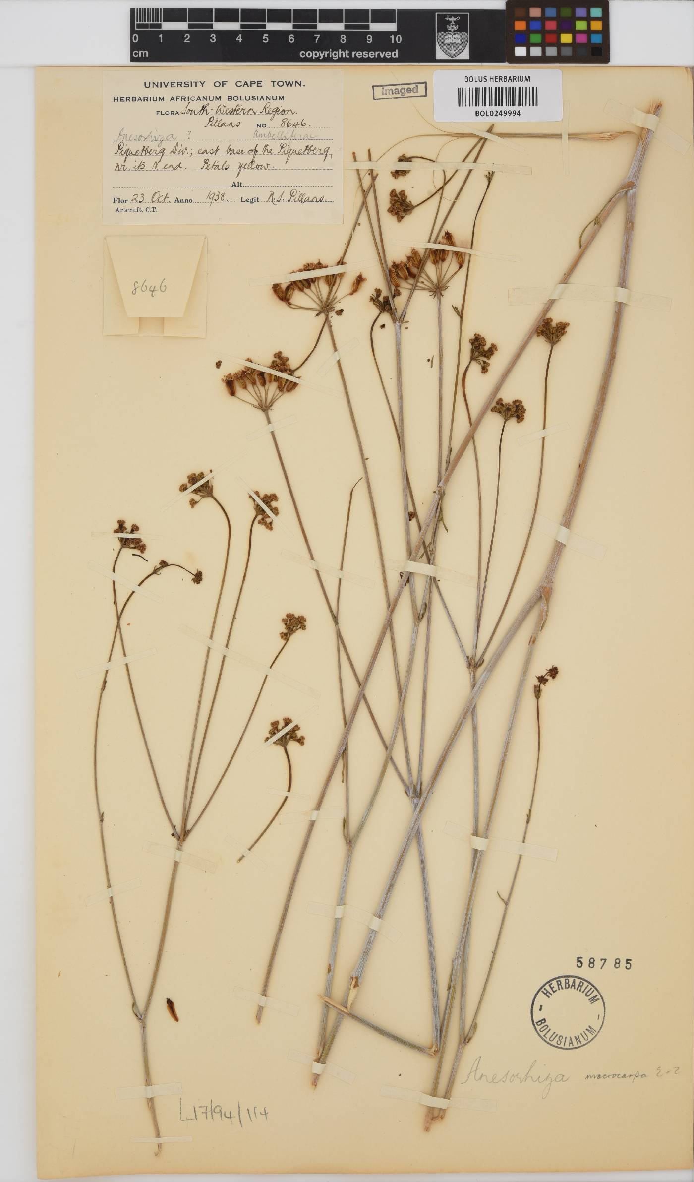Annesorhiza macrocarpa image