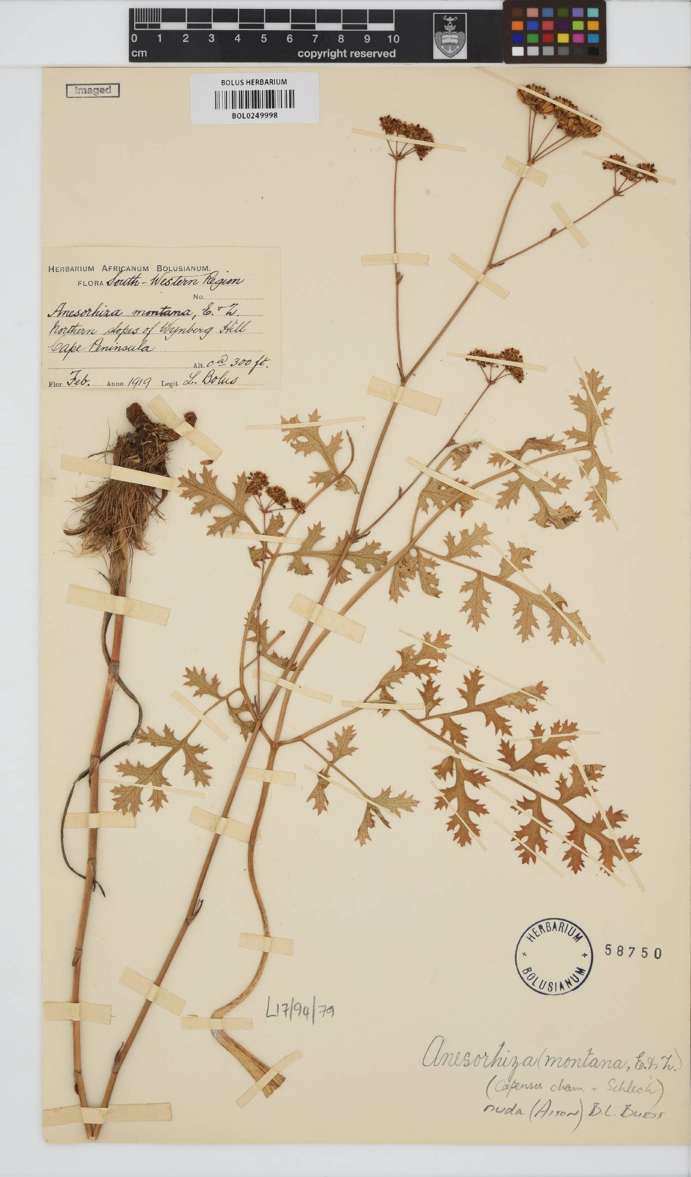 Apiaceae image