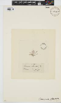 Crouania attenuata image
