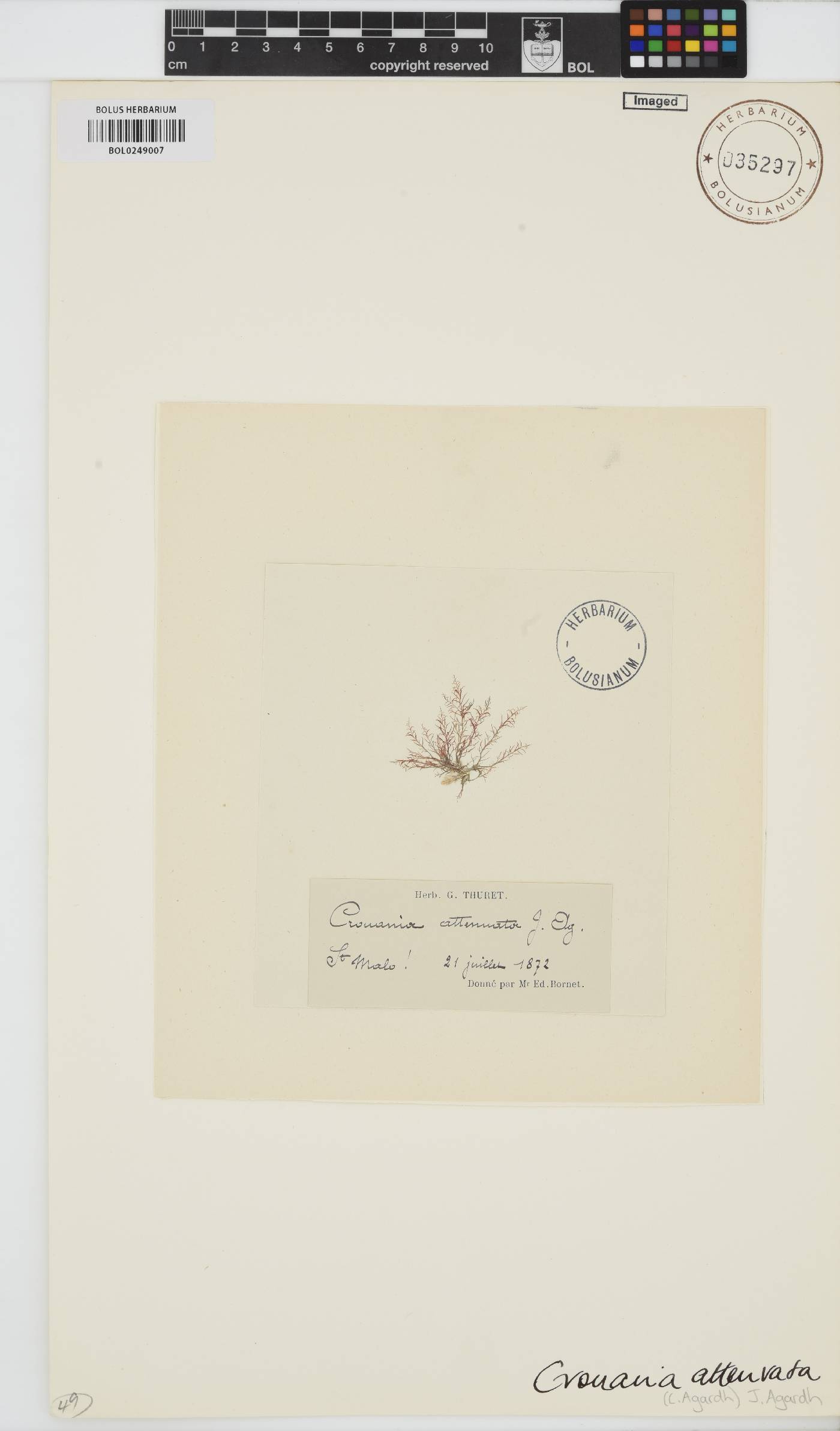 Crouania image