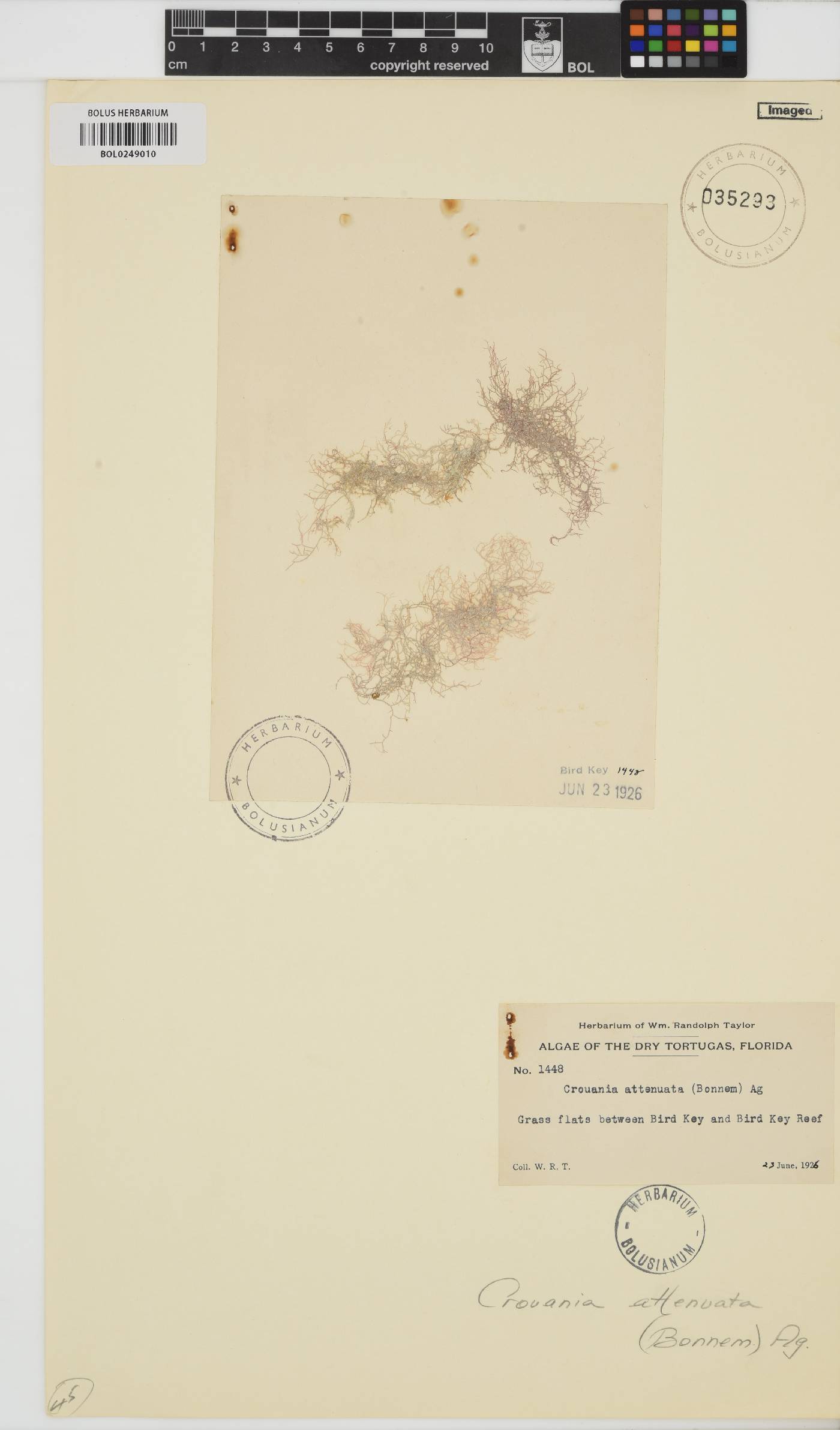 Crouania attenuata image