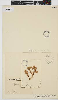 Cryptonemia palmetta image