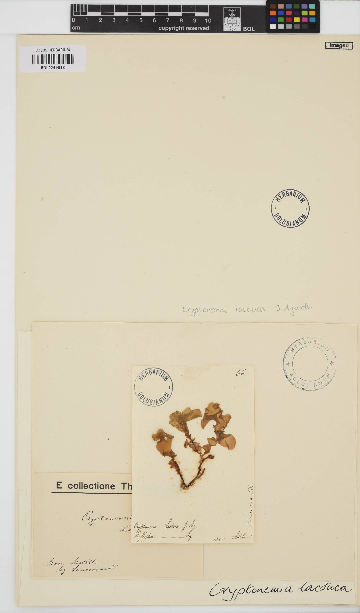 Cryptonemia palmetta image