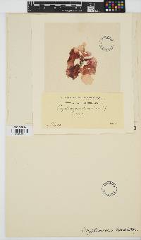 Cryptonemia palmetta image