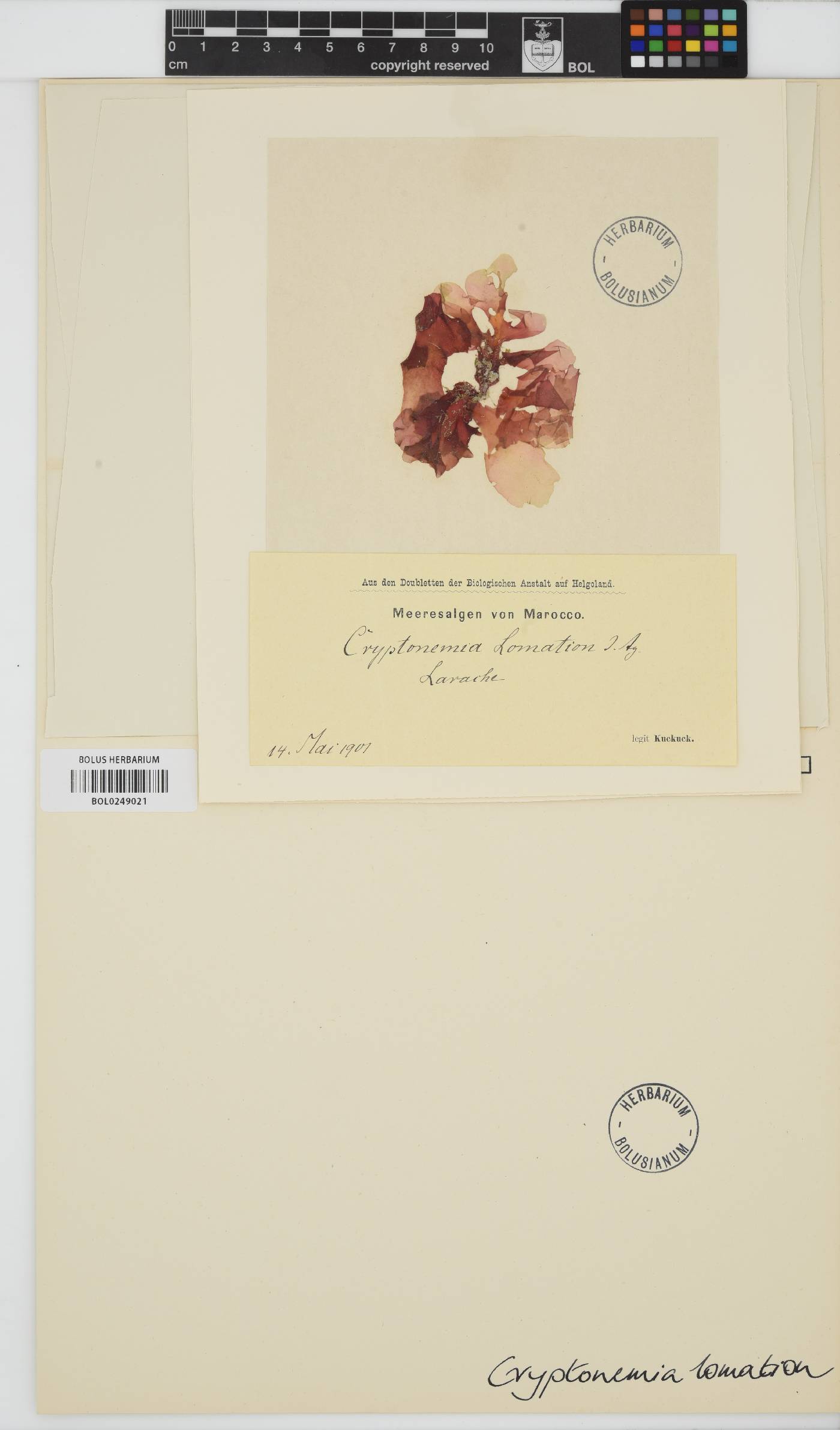 Cryptonemia palmetta image