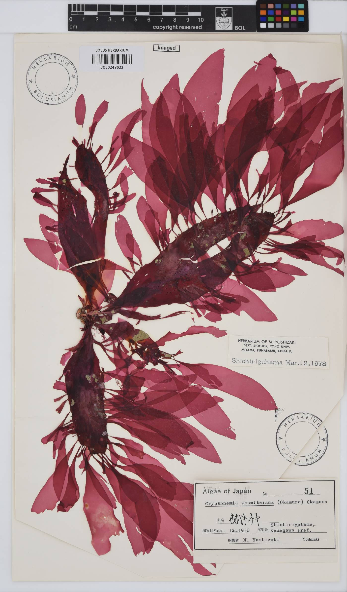 Grateloupia schmitziana image