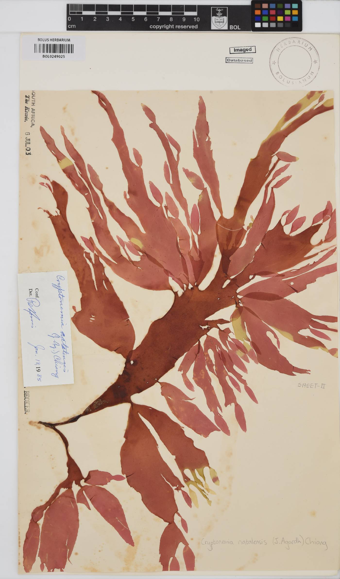 Cryptonemia natalensis image