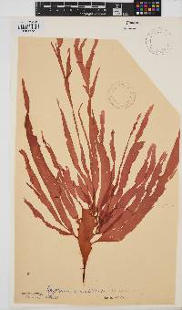 Cryptonemia natalensis image