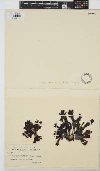 Curdiea coriacea image