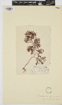 Cystoclonium purpureum image