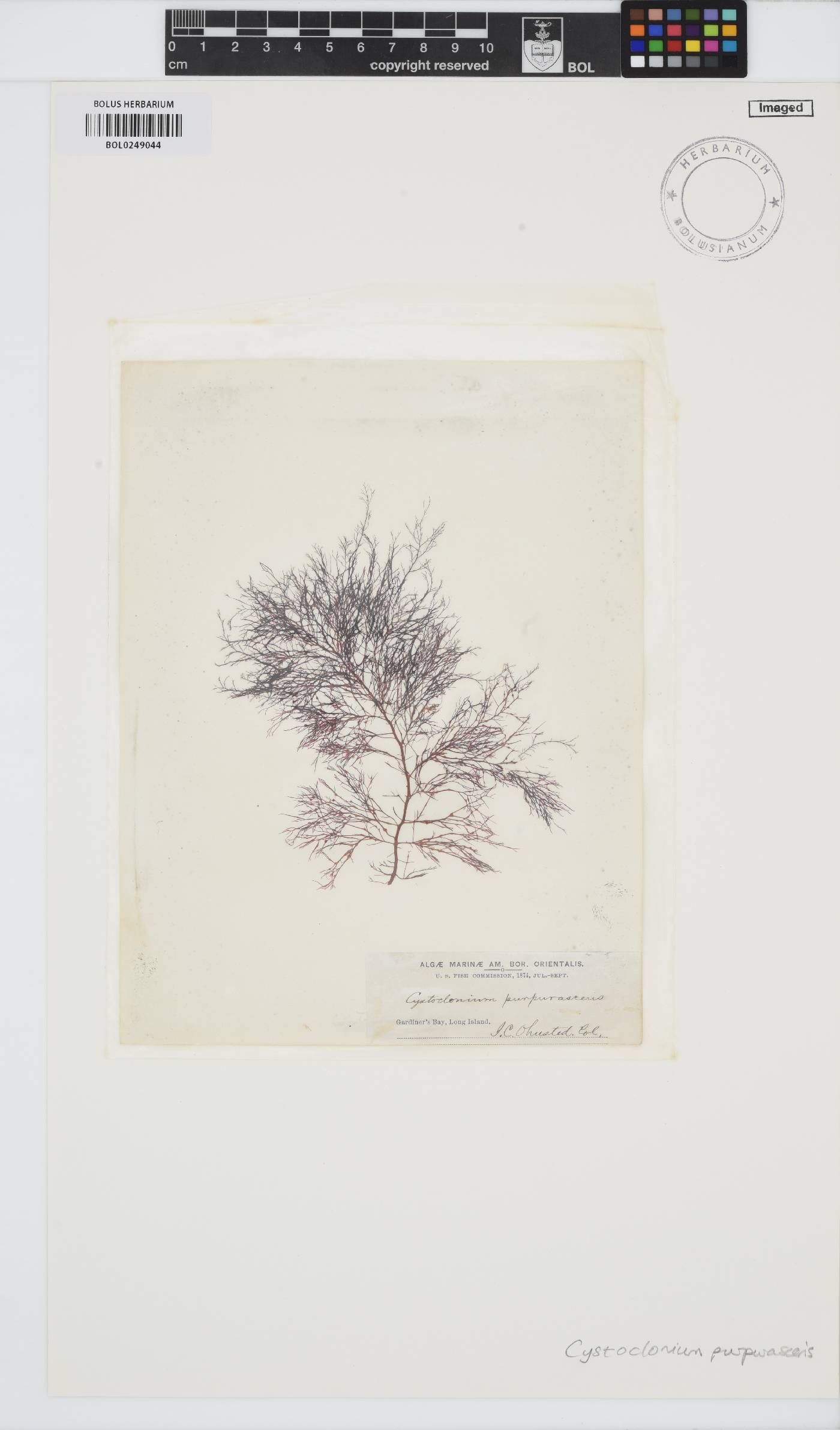 Cystoclonium purpureum image