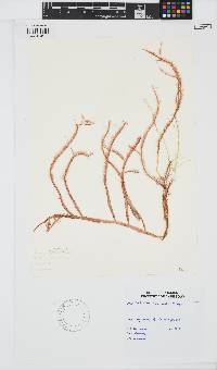 Image of Dasya pedicellata