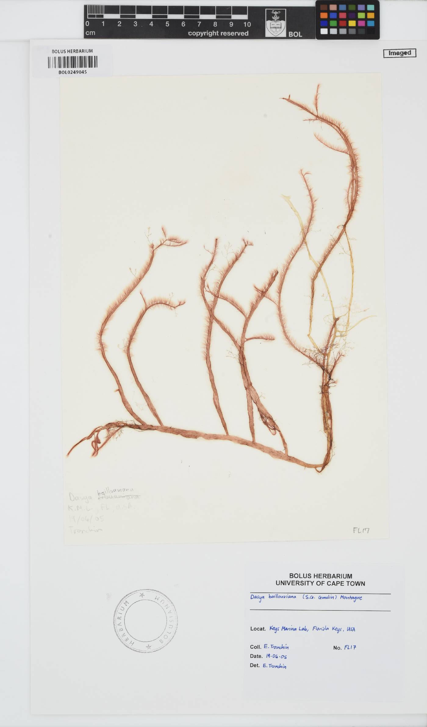 Dasya pedicellata image