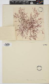 Dasya capillaris image