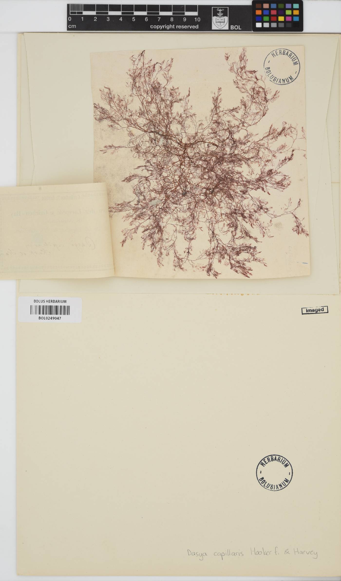 Dasya capillaris image