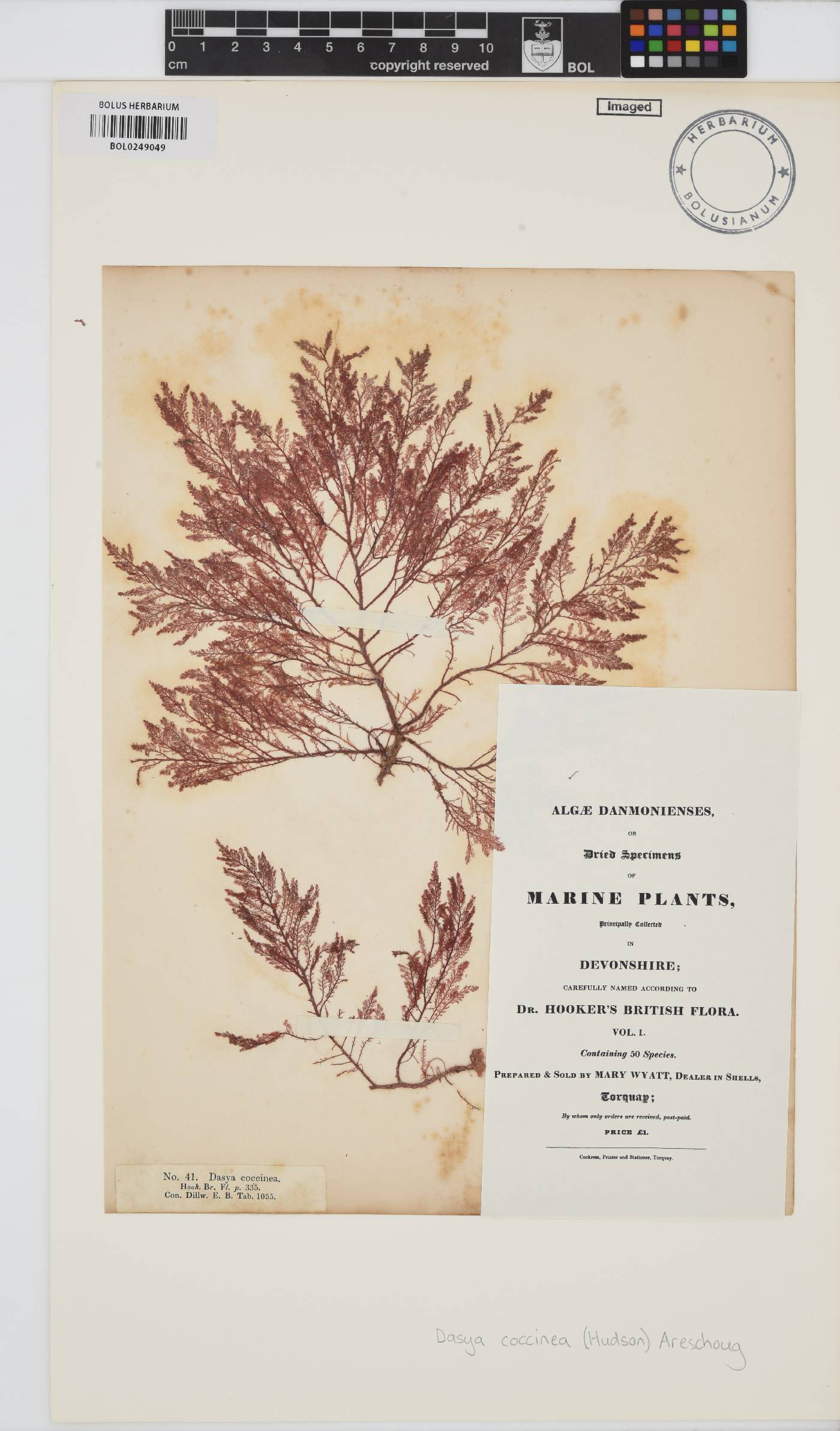 Heterosiphonia image