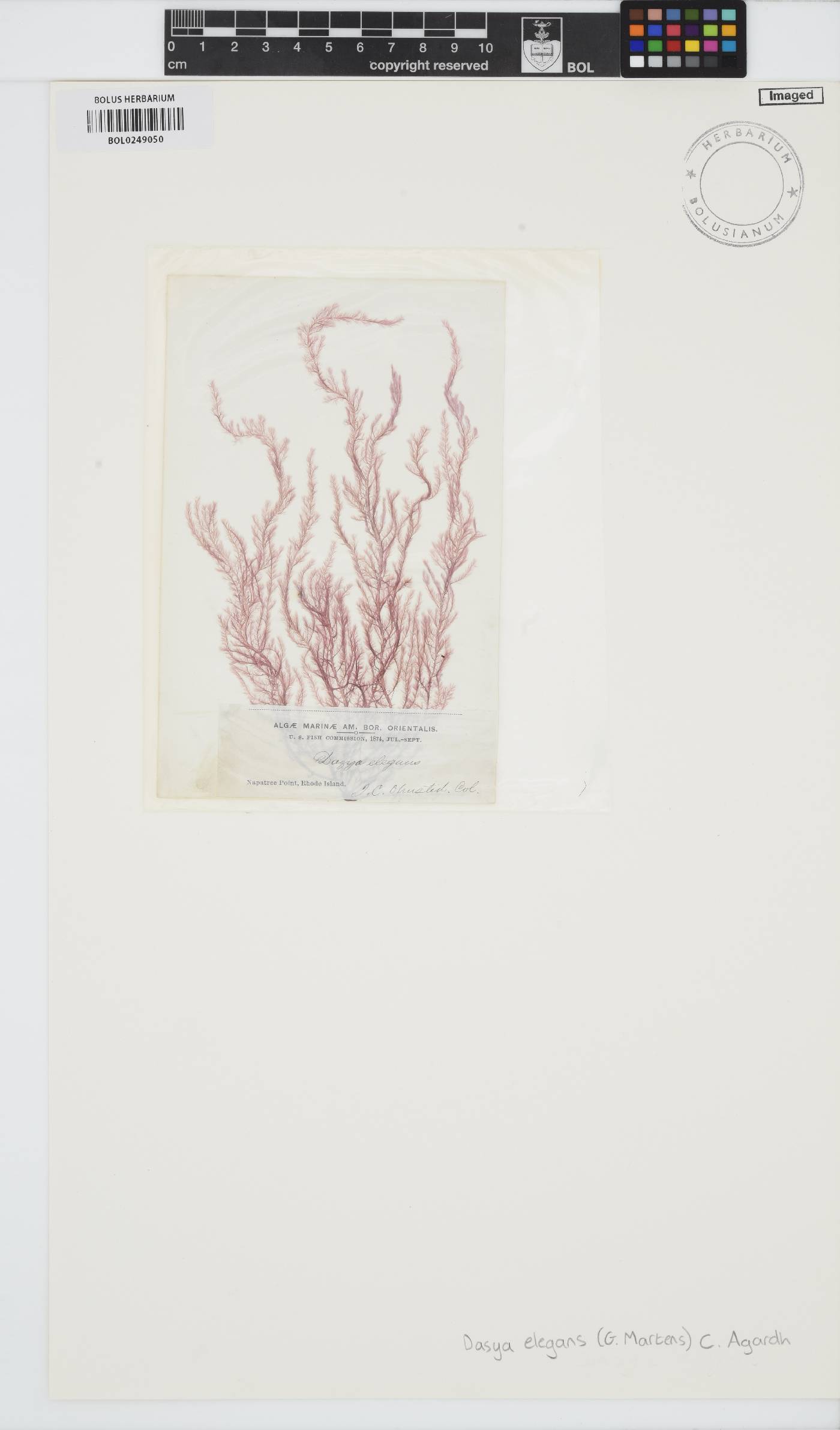 Dasya pedicellata image