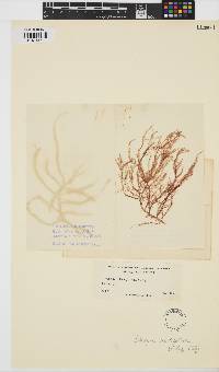 Dasya pedicellata image