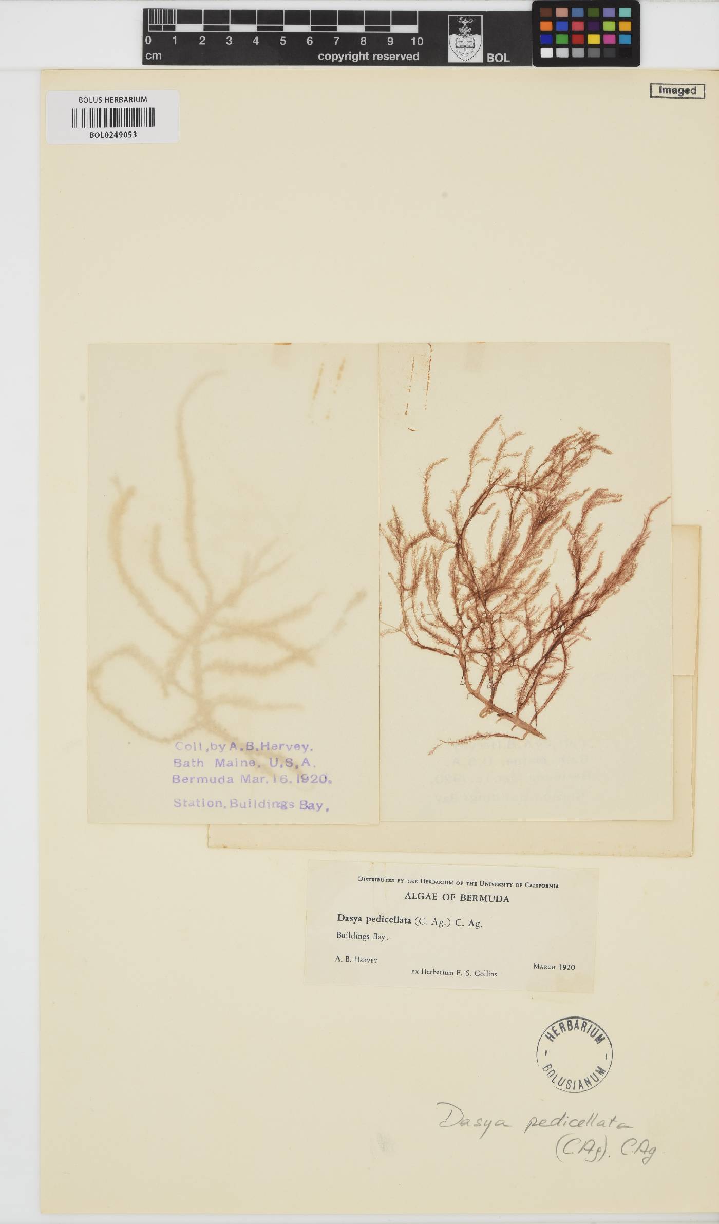 Dasya pedicellata image
