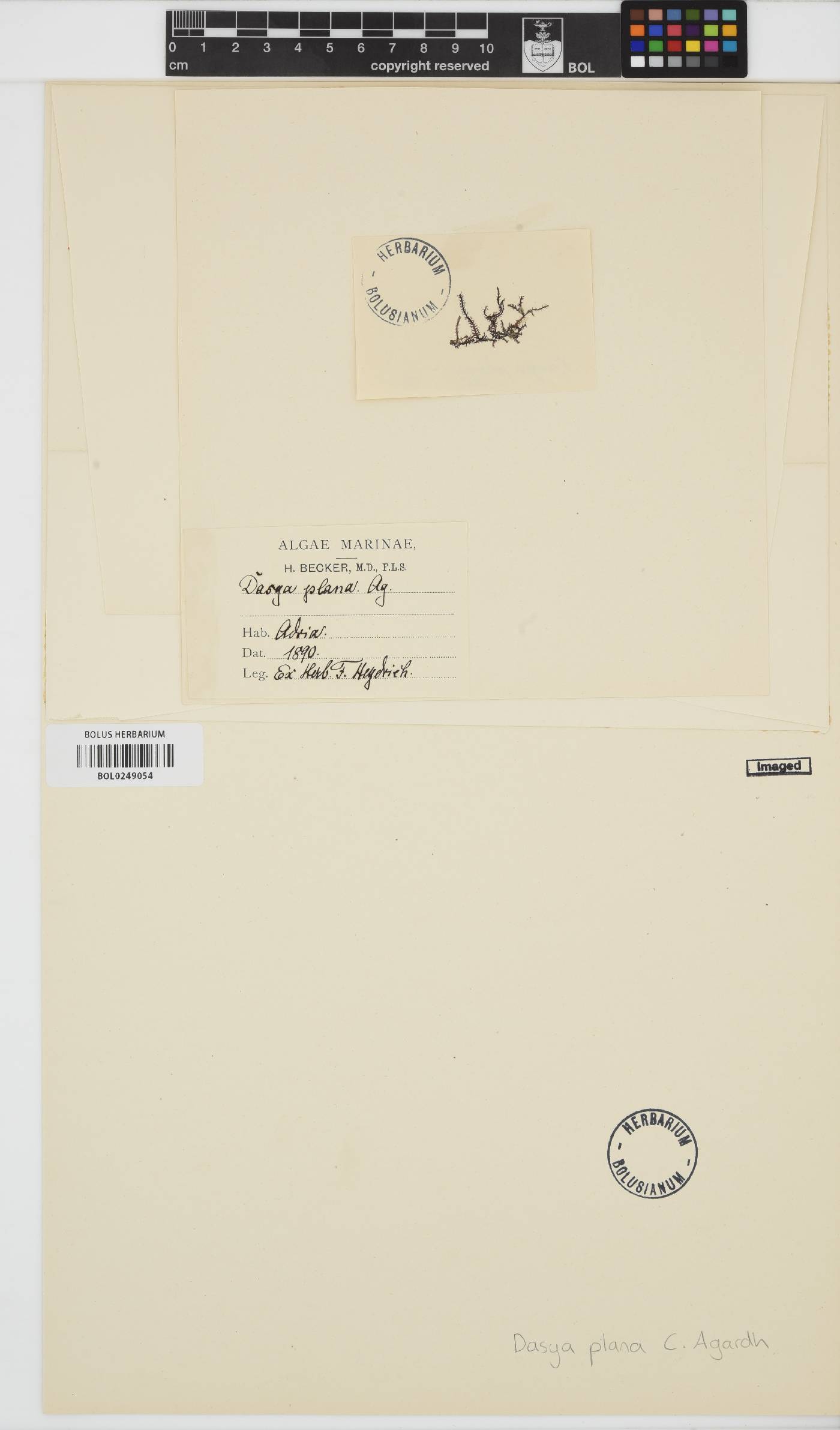 Eupogodon planus image