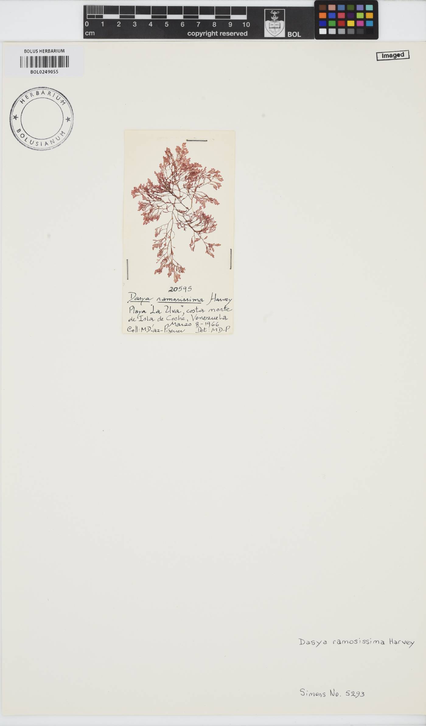 Dasya ramosissima image