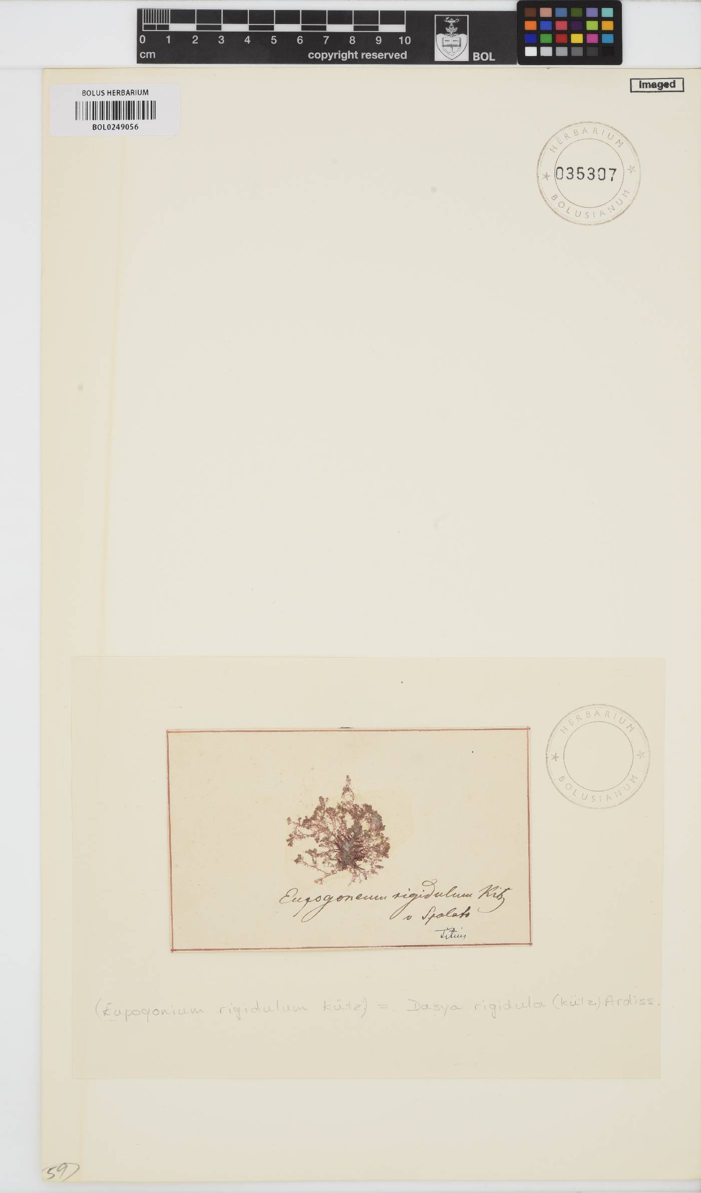 Dasya rigidula image
